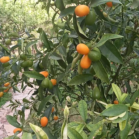 Villa Datca, Mesudiye 'Devillakoza Muestakil,Guenluek,Kiralik Datça