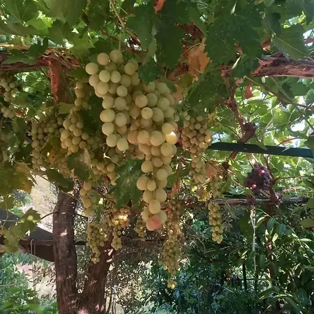 Datca, Mesudiye 'de Muestakil,guenluek,kiralik Villa