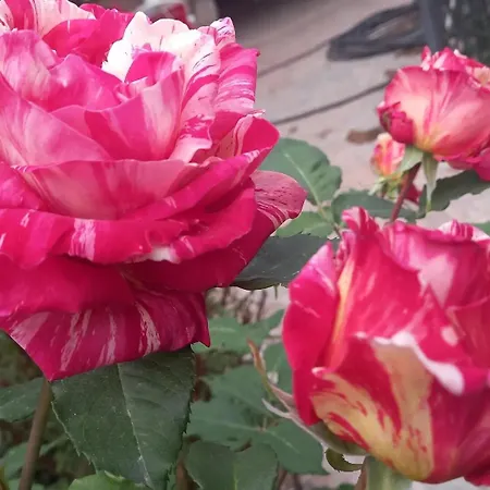 Villa Datca, Mesudiye 'de Muestakil,guenluek,kiralik