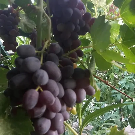 Villa Datca, Mesudiye 'de Muestakil,guenluek,kiralik *