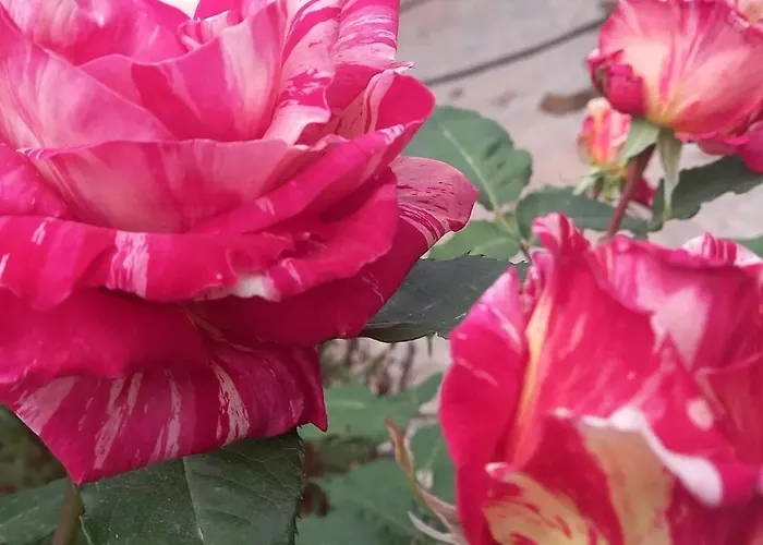 Villa Datça, Mesudiye 'de Müstakil,günlük,kıralik