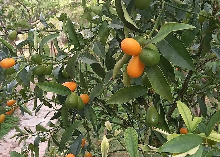 Villa Datça, Mesudiye 'de Müstakil,günlük,kıralik Datça