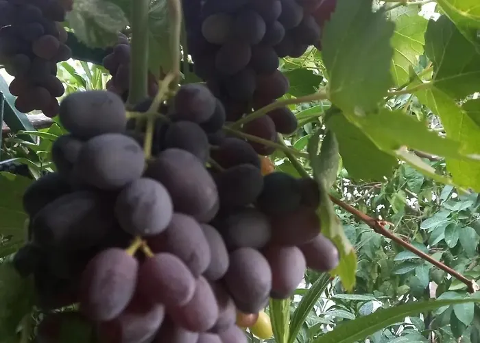 Villa Datça, Mesudiye 'de Müstakil,günlük,kıralik *