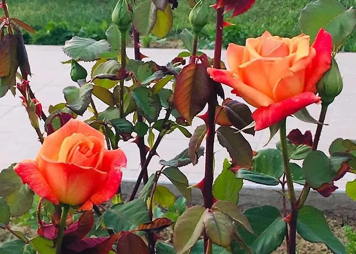 Datça, Mesudiye 'de Müstakil,günlük,kıralik